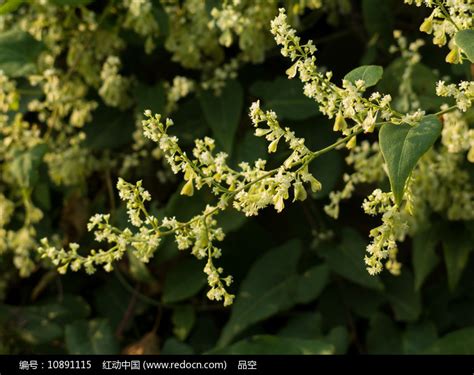 何烏首|何首乌（蓼科何首乌属植物）